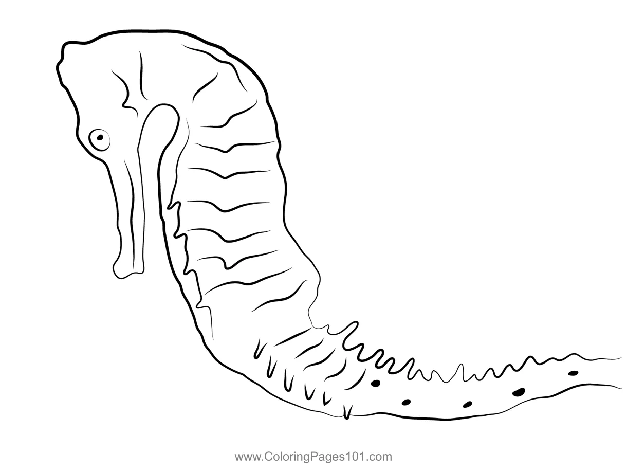Sea horse 3 coloring page for kids free seahorses printable coloring