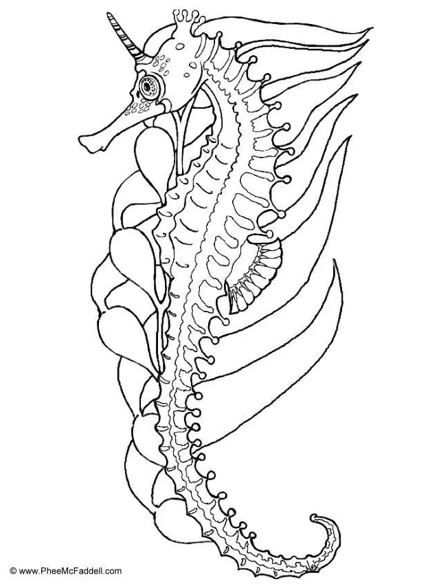 Coloring page sea horse free printables img 6897