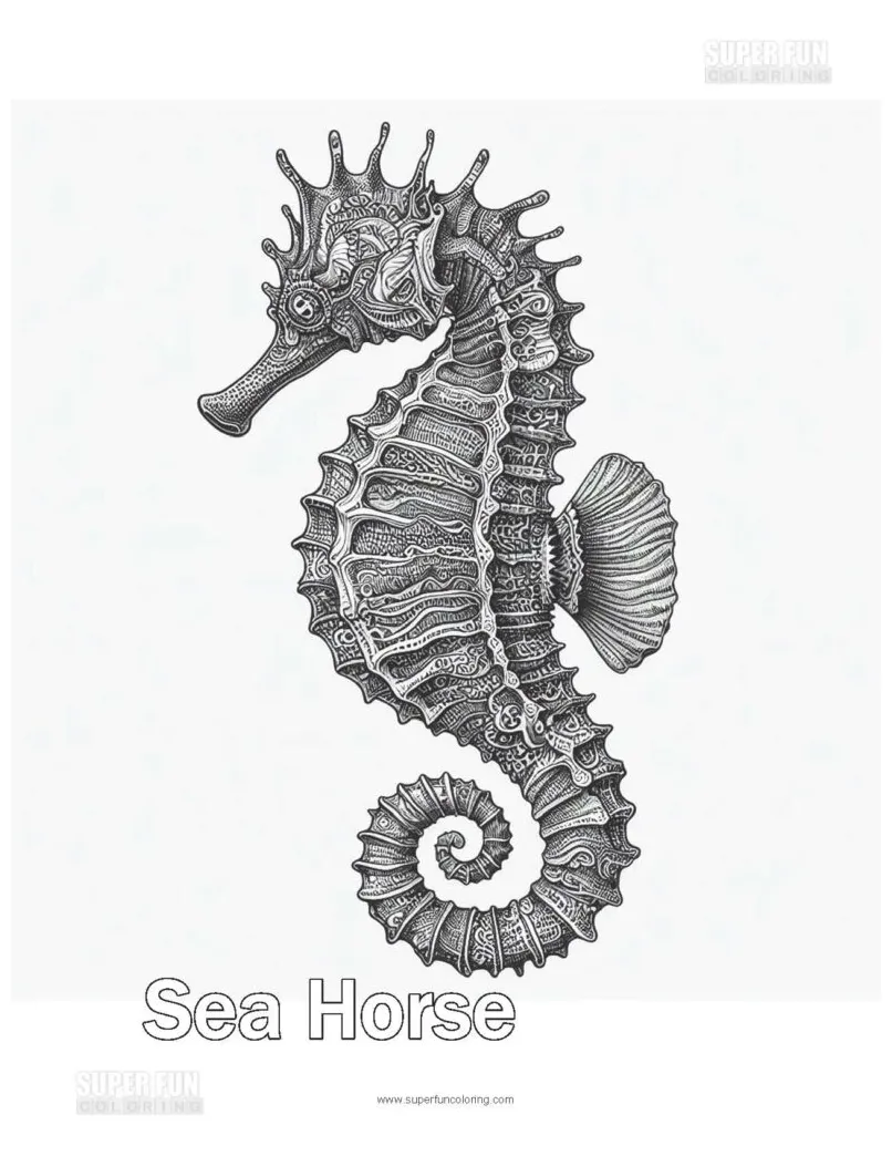Sea horse coloring page super fun coloring