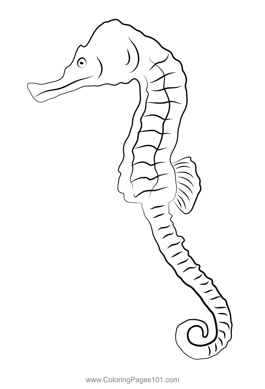 Sea horse 2 coloring page for kids free seahorses printable coloring