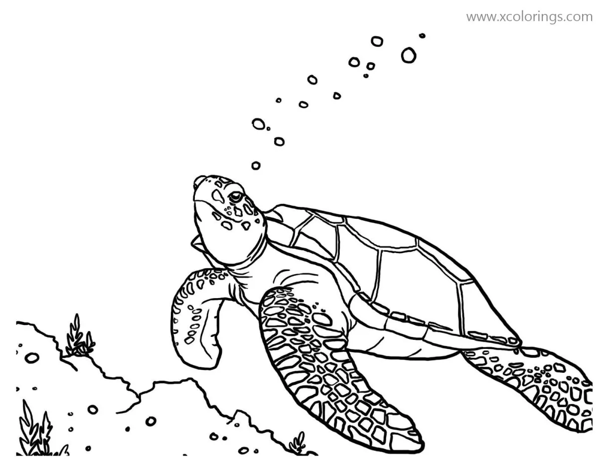 Green Sea Turtle Swimming Coloring Pages - XColorings.com