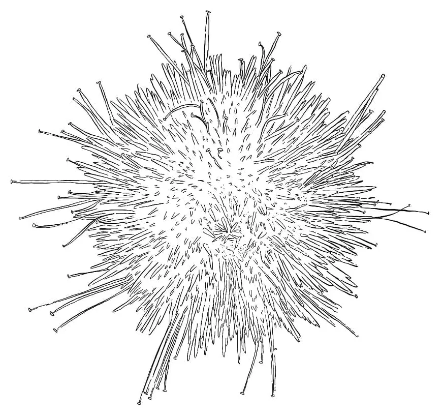 Sea Urchin Coloring Pages - Free Printable Coloring Pages for Kids