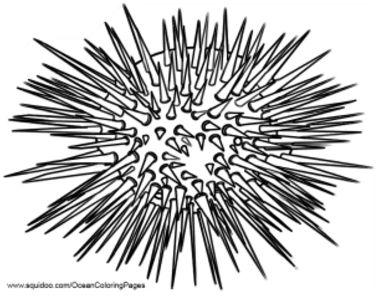 Sea Urchin Coloring Pages