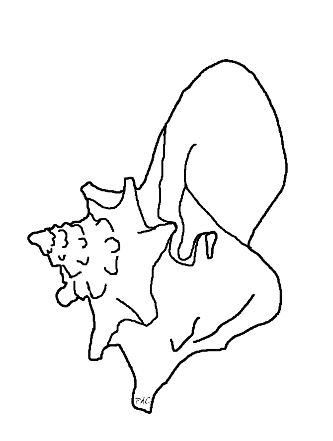 Sea urchin coloring page animals town animals color sheet sea printable coloring page