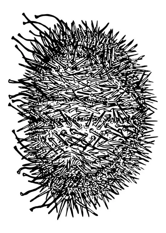 Coloring page sea urchin free printables img 30114