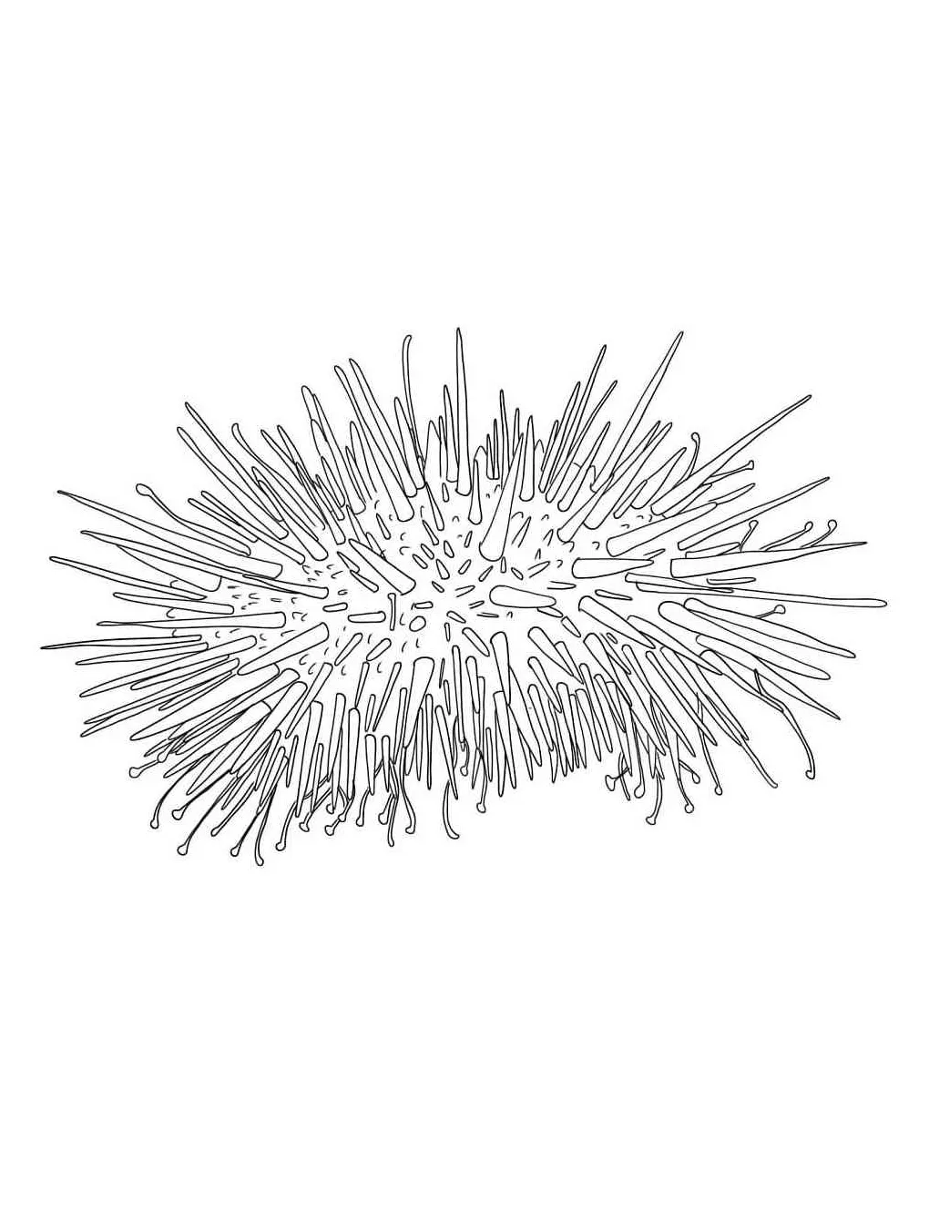 Sea urchin coloring pages