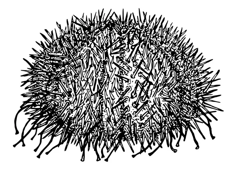 Coloring Page sea urchin - Free printables - Img 30114