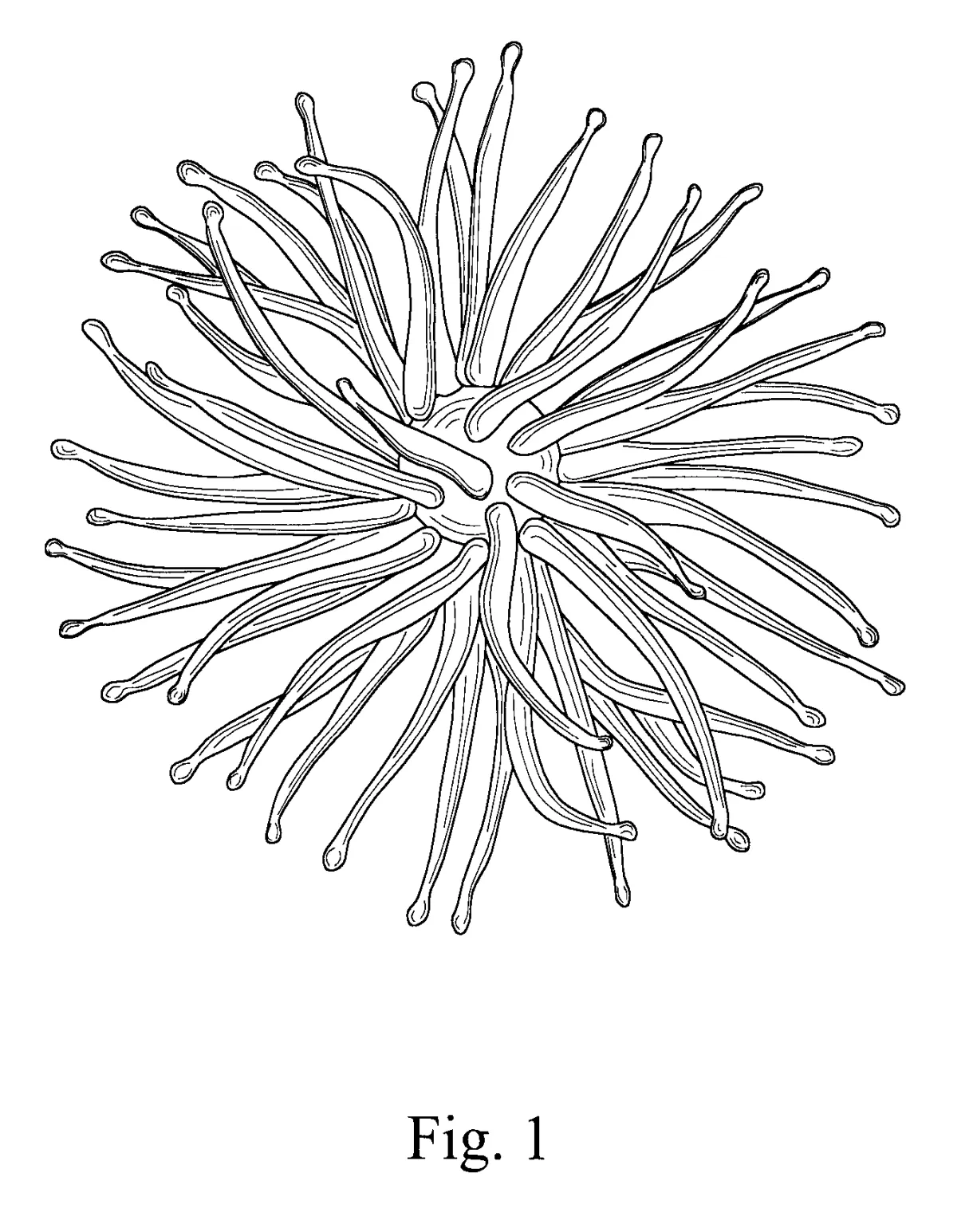 Sea Urchin Coloring Page Printable Coloring Pages