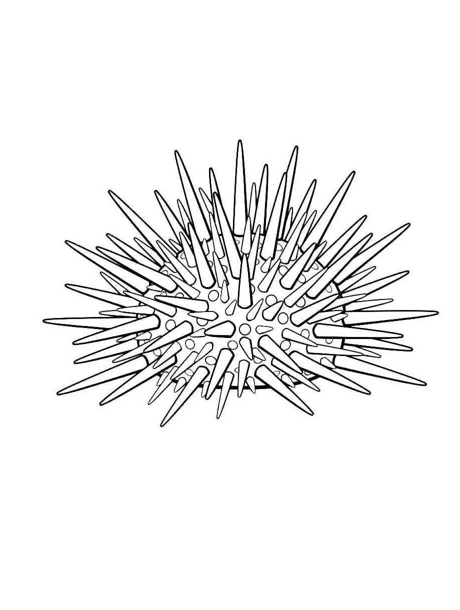 Sea Urchin coloring pages