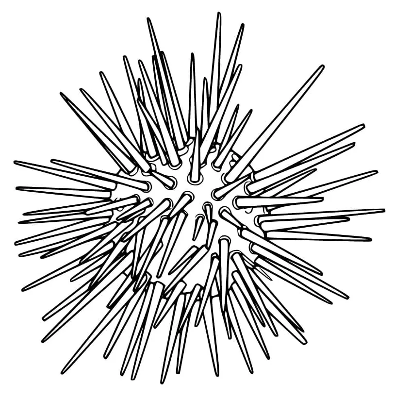 Printable Sea Urchin
