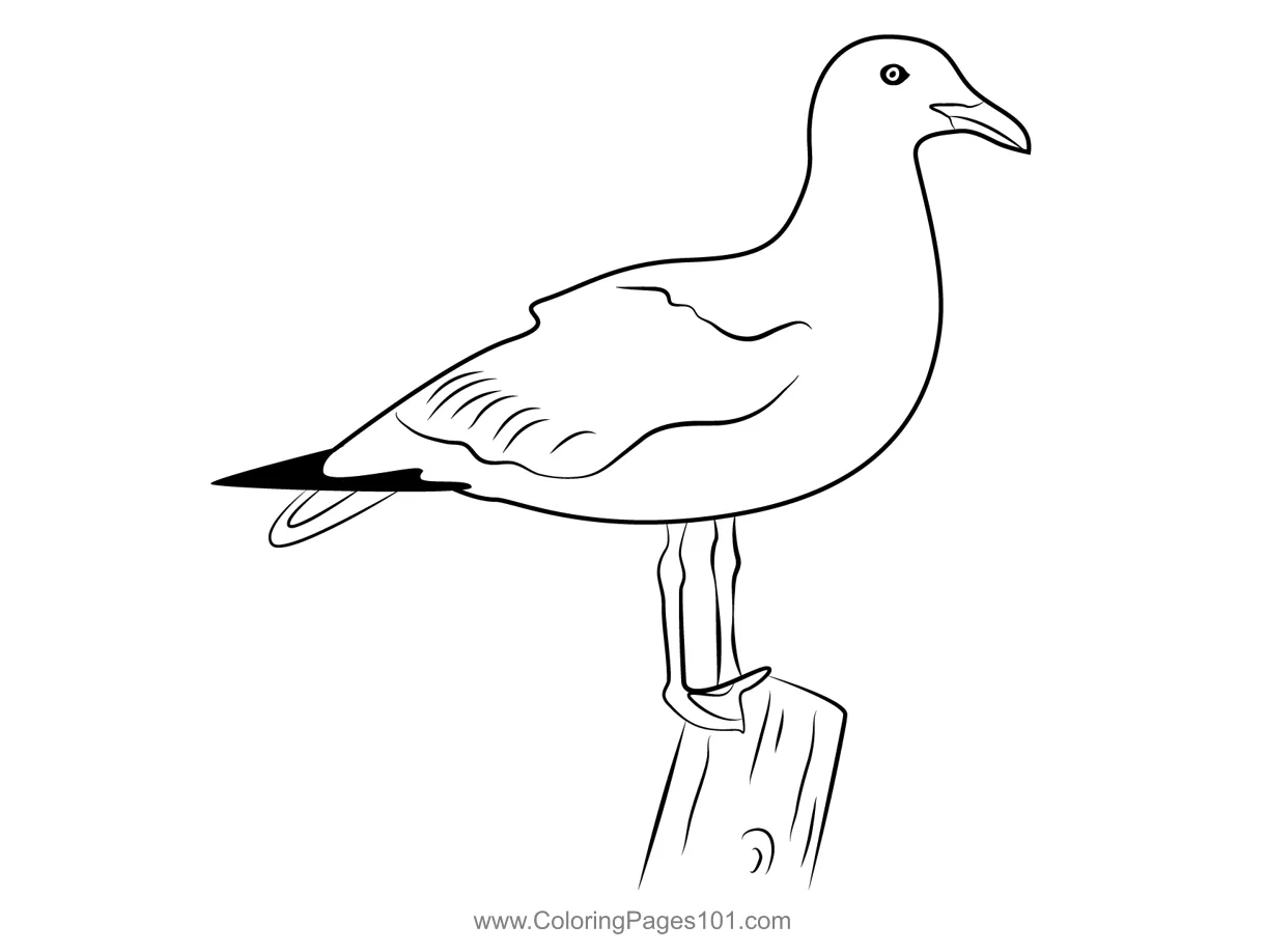Seagull standing on log coloring page for kids free gulls printable