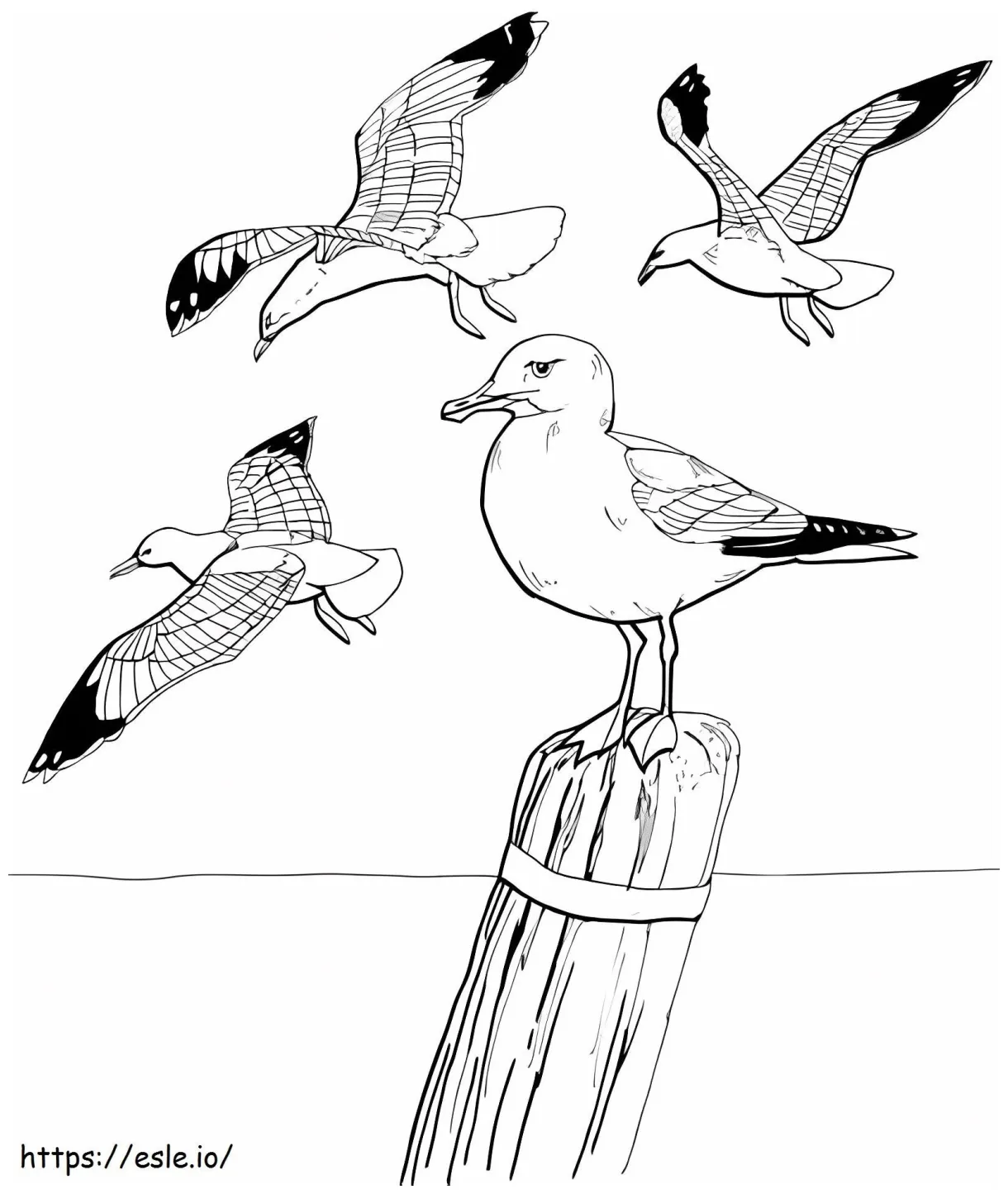 Four seagulls coloring page