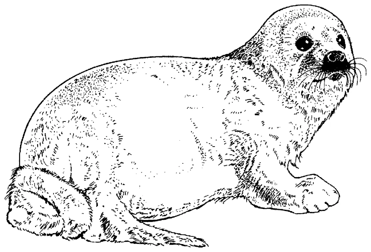 20+ seal coloring pages free printable pdf & online coloring