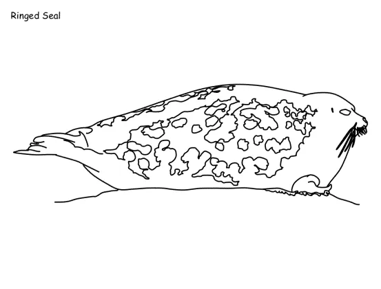 Seals coloring pages