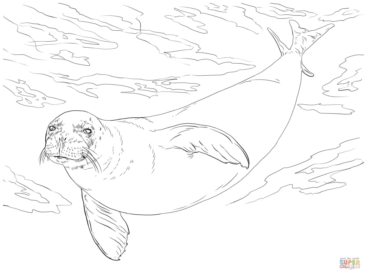Collection of Seal Coloring Pages - Free Printable