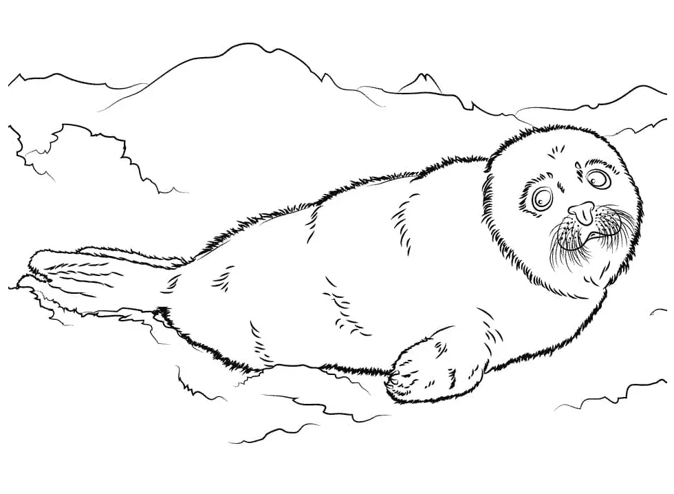 Cute baby seal coloring page free printable coloring pages for kids