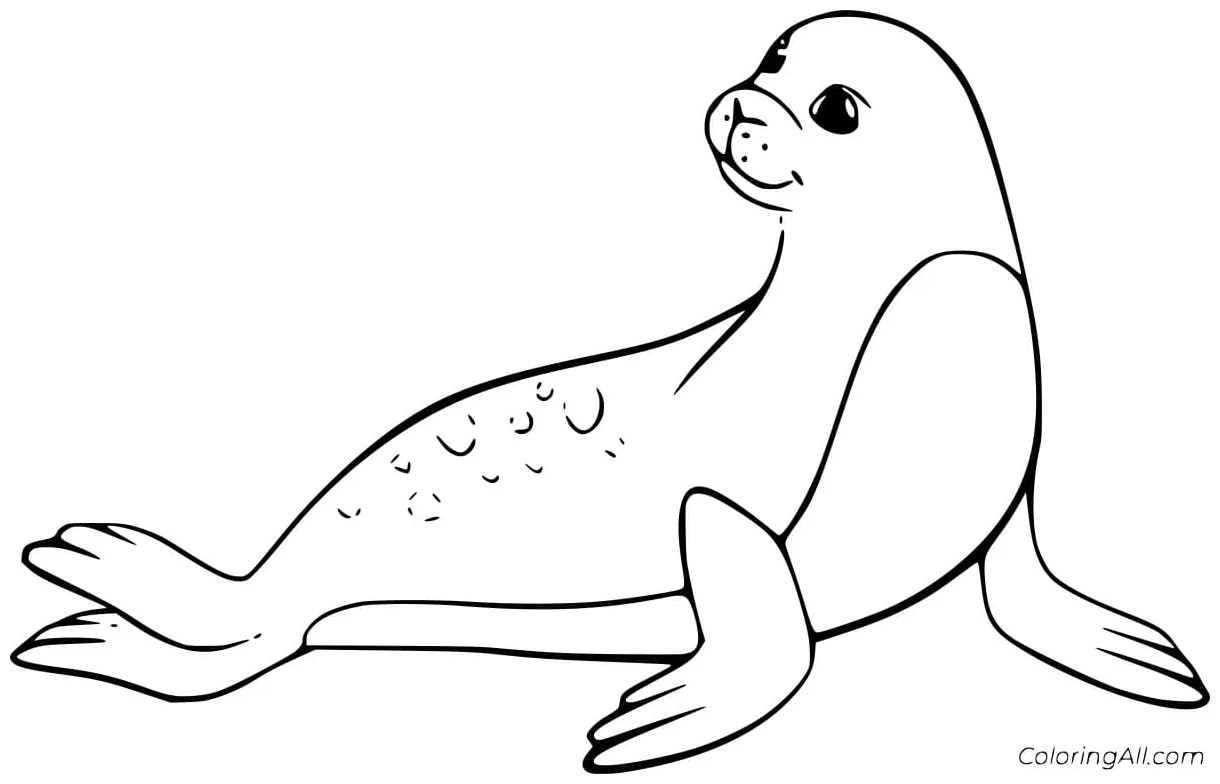 Elegant seal coloring pages coloring cool