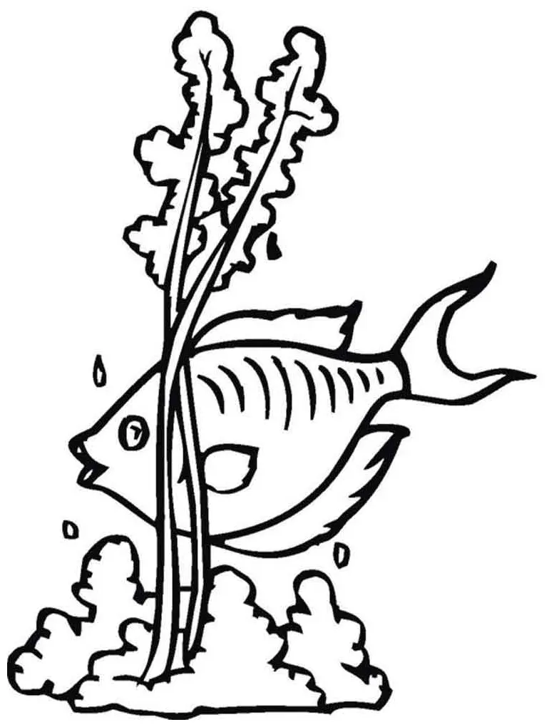 Seaweed coloring pages