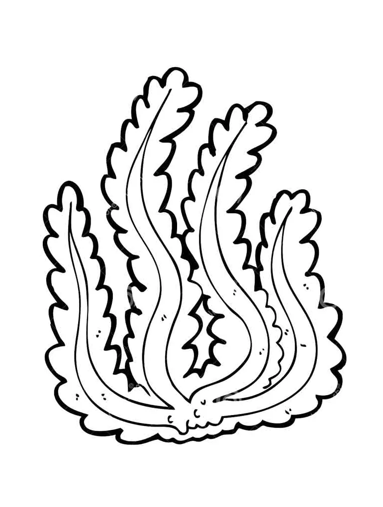 Seaweed coloring pages