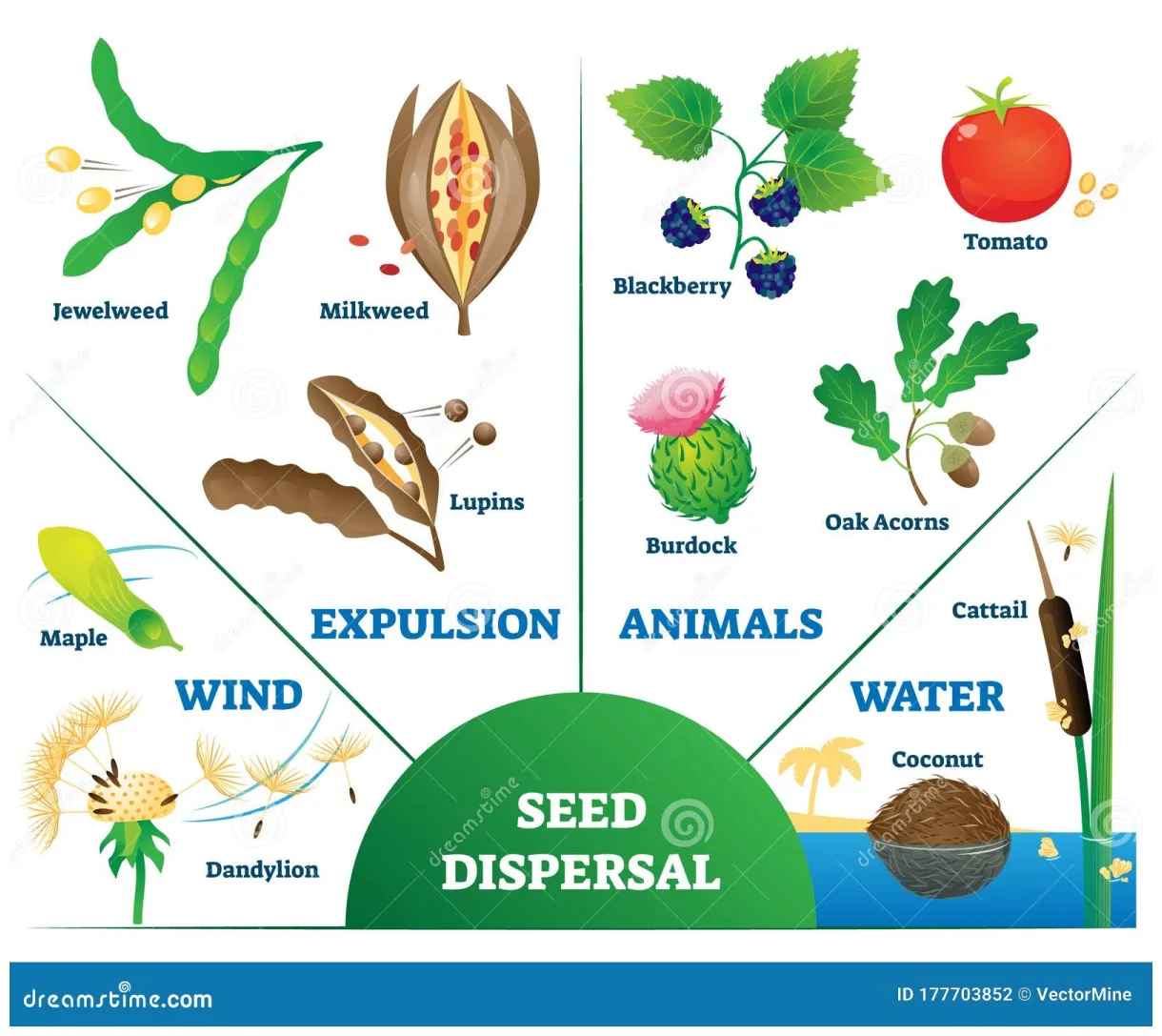 Seed dispersal stock illustrations 273 seed dispersal stock