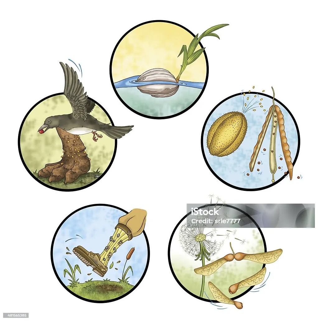 Seed Dispersal By Animals