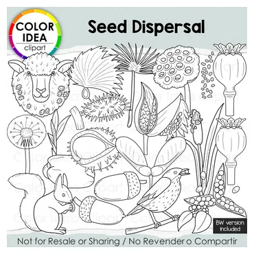 Seed Dispersal by Color Idea | TPT
