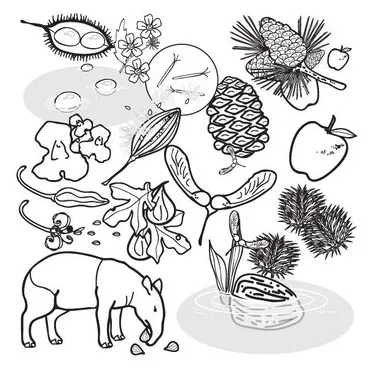 Seed Dispersal Clip Art by The Painted Crow | Teachers Pay Teachers