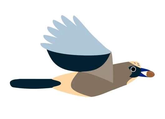 "seed dispersal" s browse 673 s, vectors, and video