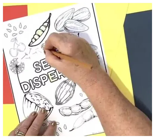 SEED DISPERSAL TYPES COLORING PAGES-Discussion Starters by Science by Sinai