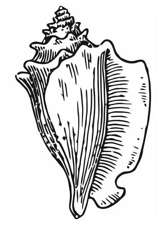 Coloring page shell free printables img 16628