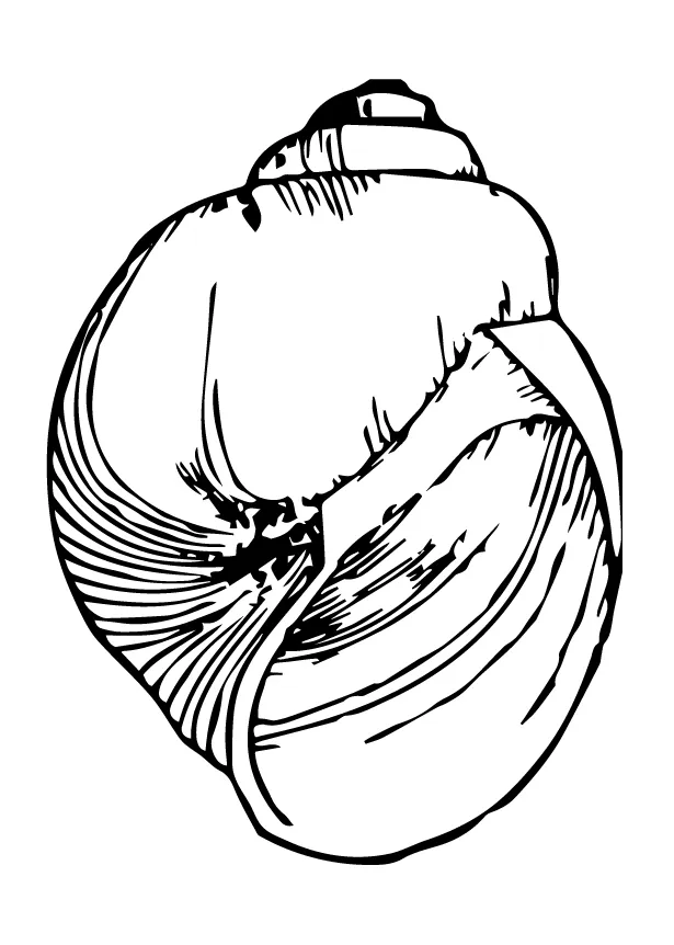 Shell coloring pages & books 100% free and printable!