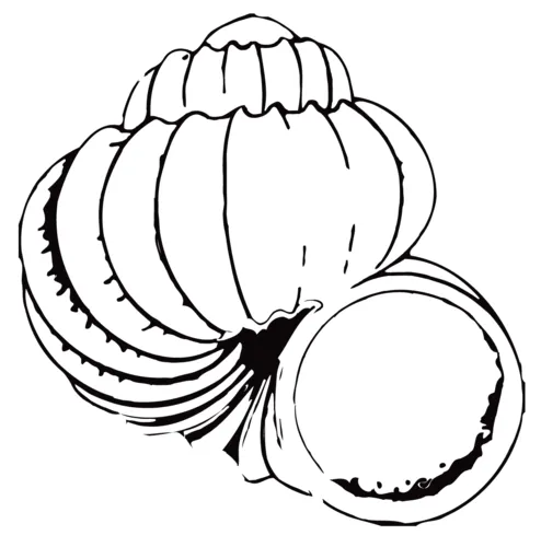 Shell coloring page | Free Printable Coloring Pages