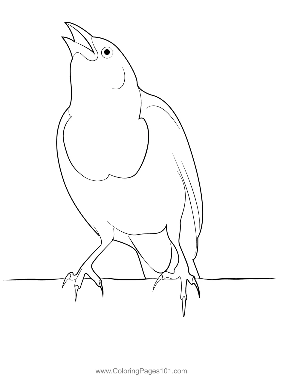 Singing black bird coloring page for kids free new world blackbirds printable coloring page