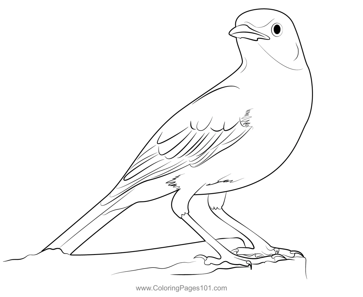 Crazy bird singing coloring page for kids free mockingbirds printable