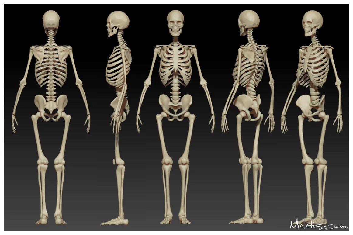Human skeleton study by meletis on deviantart