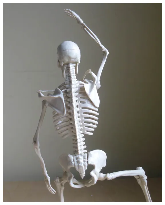 Illustration Fixation: Skeleton Model