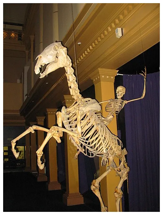 Skeleton wikipedia
