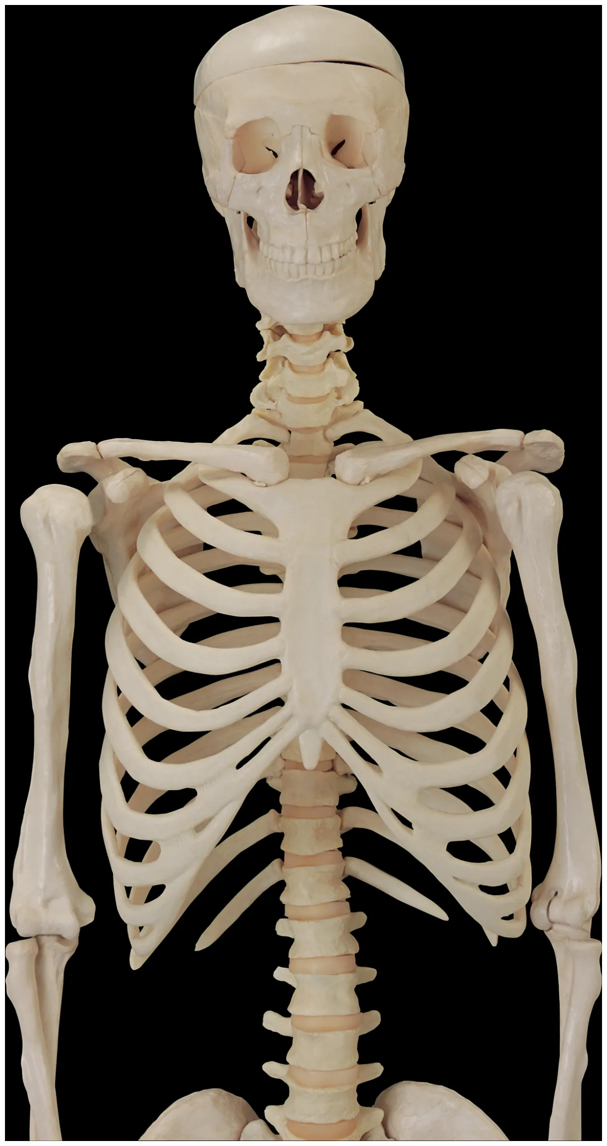 Skeleton PNG