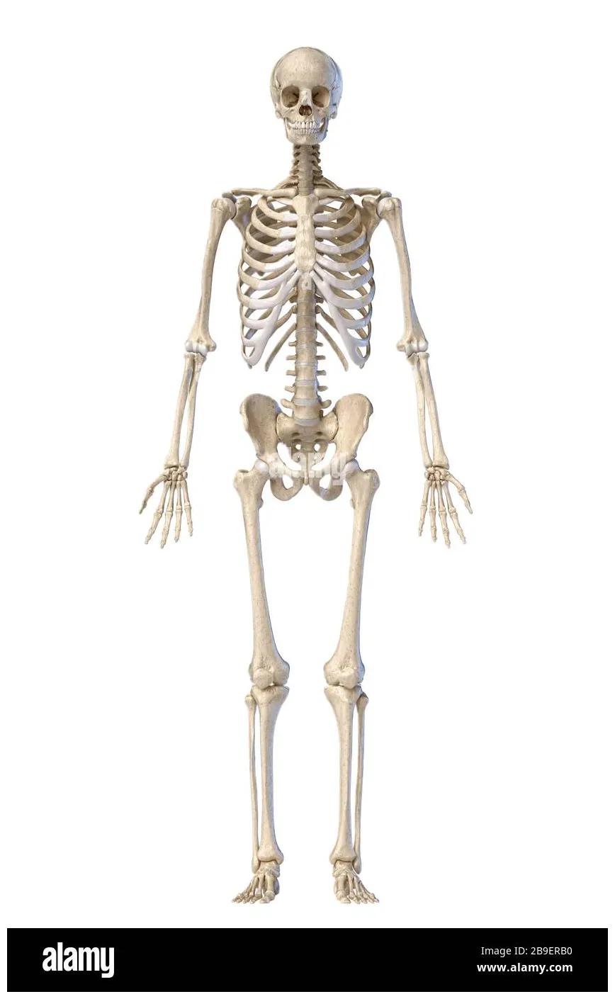 Top 999+ human skeleton images – Amazing Collection human skeleton