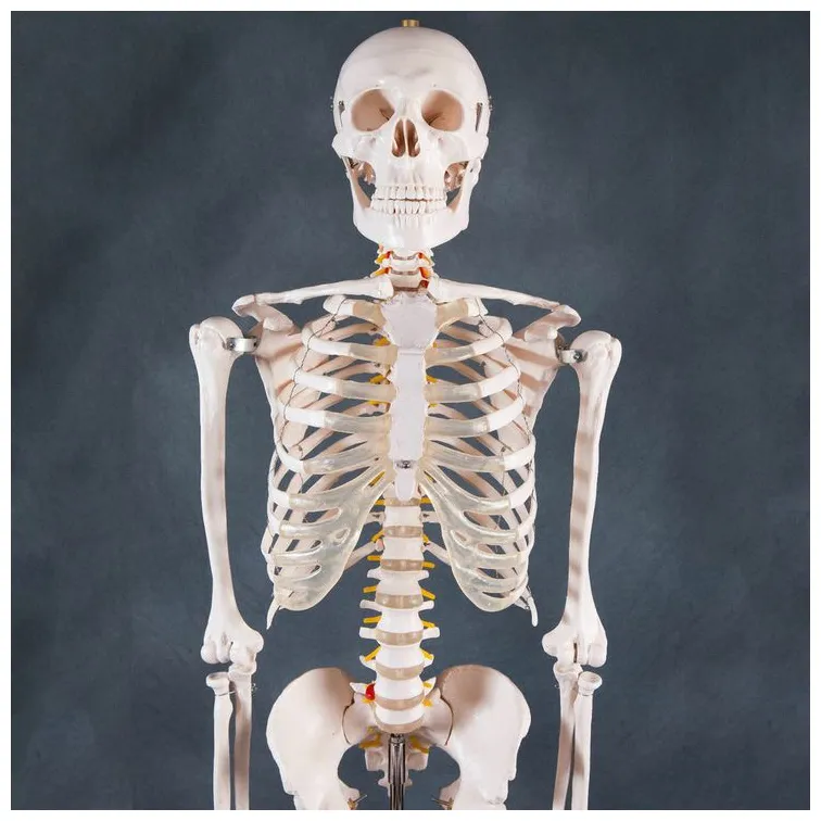 22 best s about skeleton on stencils, urban and i am you