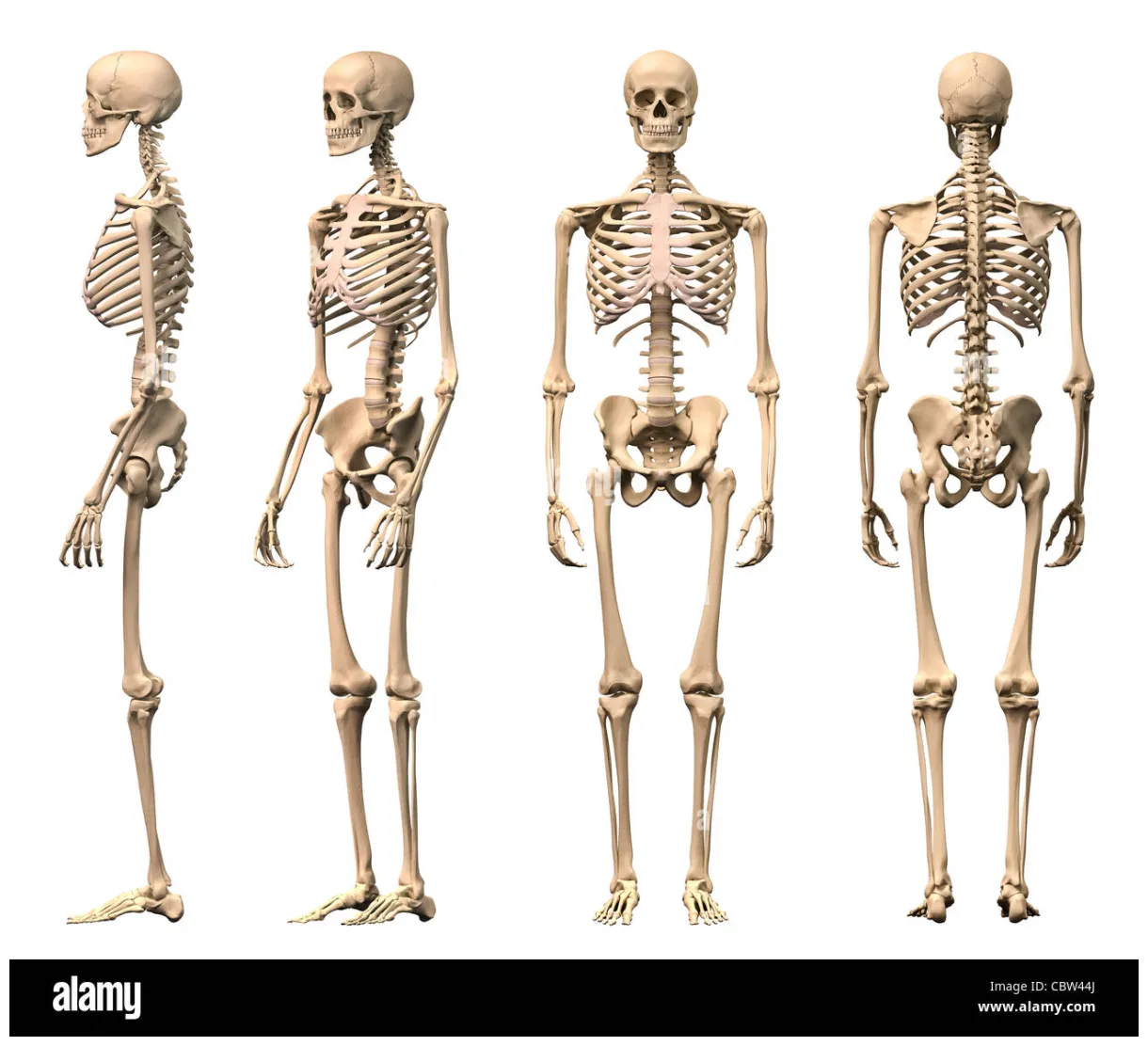 Male human skeleton, four views, front, back, side and perspective