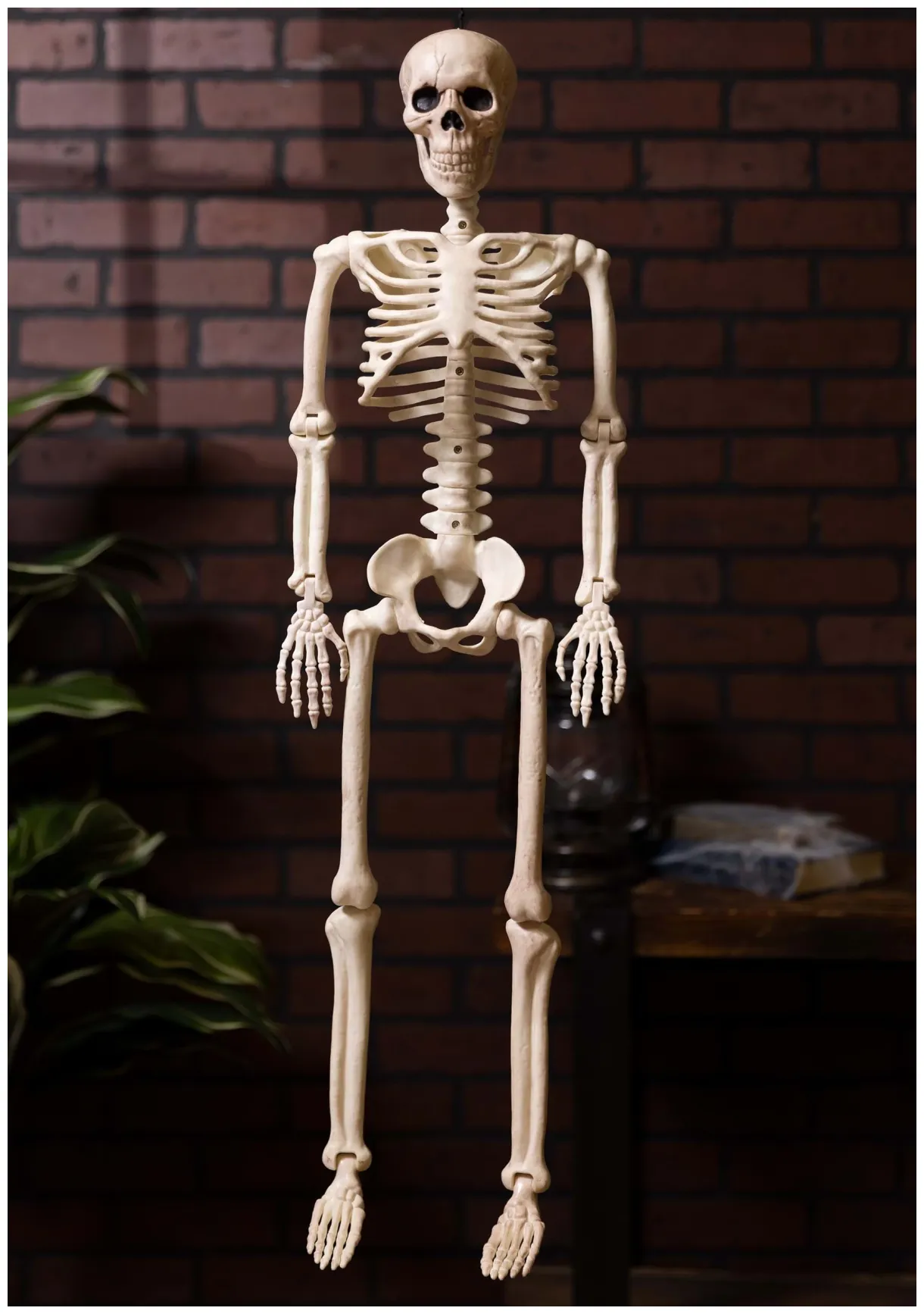 36-inch posable skeleton