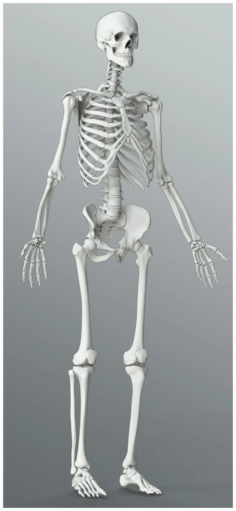 A skeleton is standing in the pose