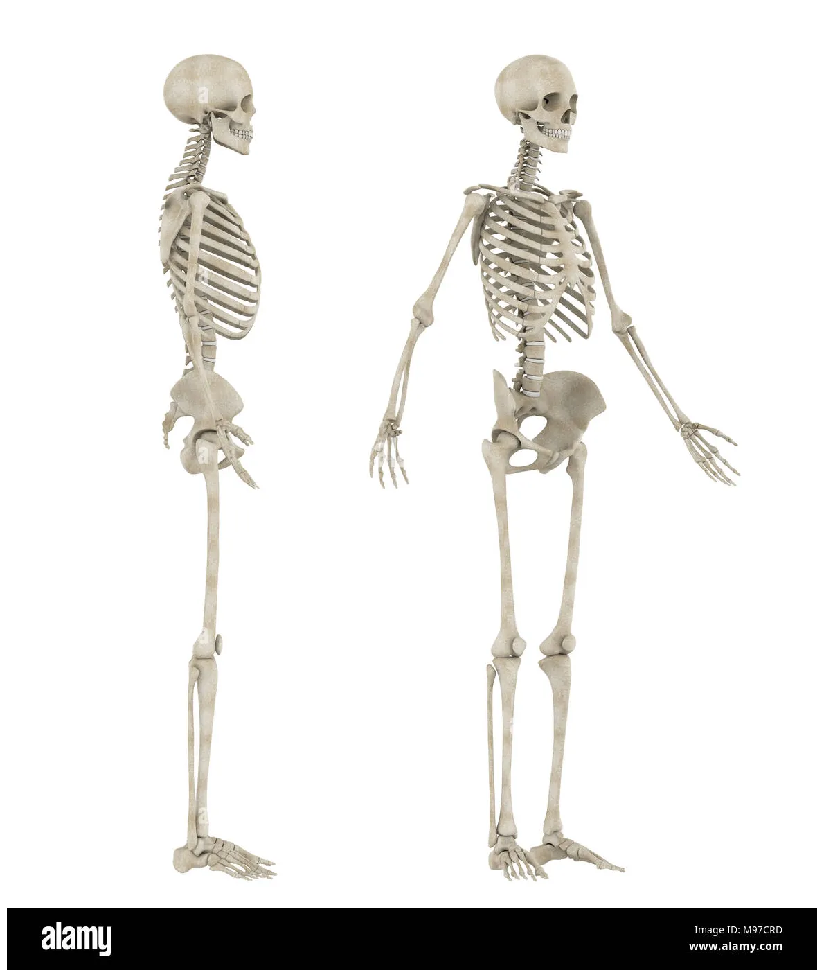 Bone system hi-res stock photography and images - Alamy