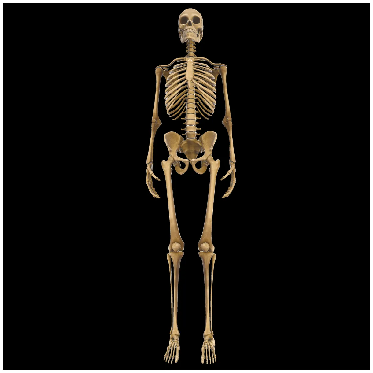 Clean and realistic 3d human body skeleton 16589316 png