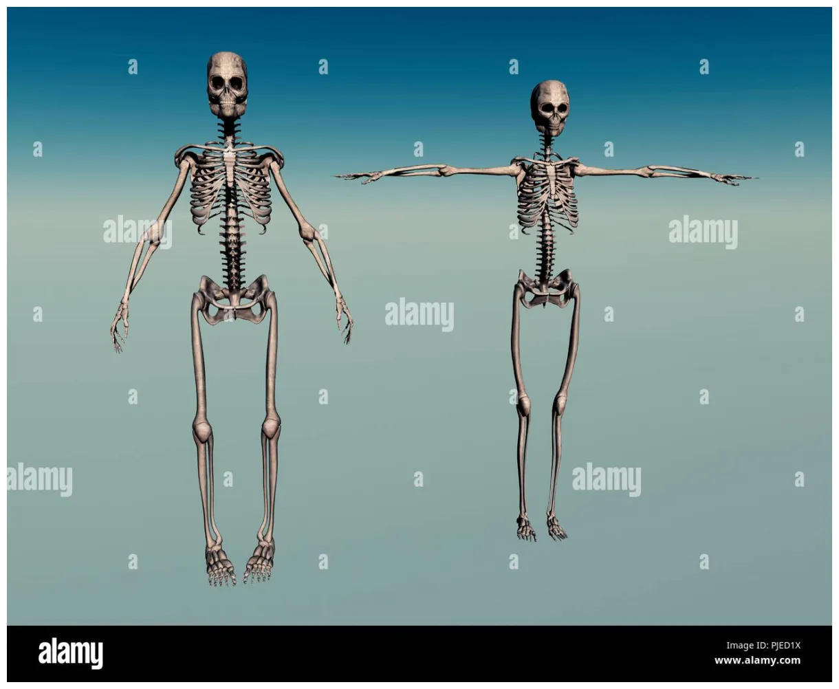 Endoskeleton hi-res graphy and s alamy