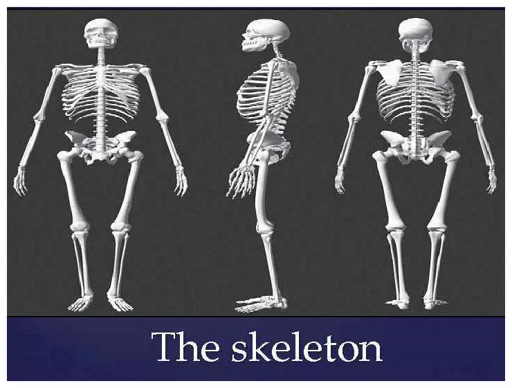 The skeleton the human skeleton