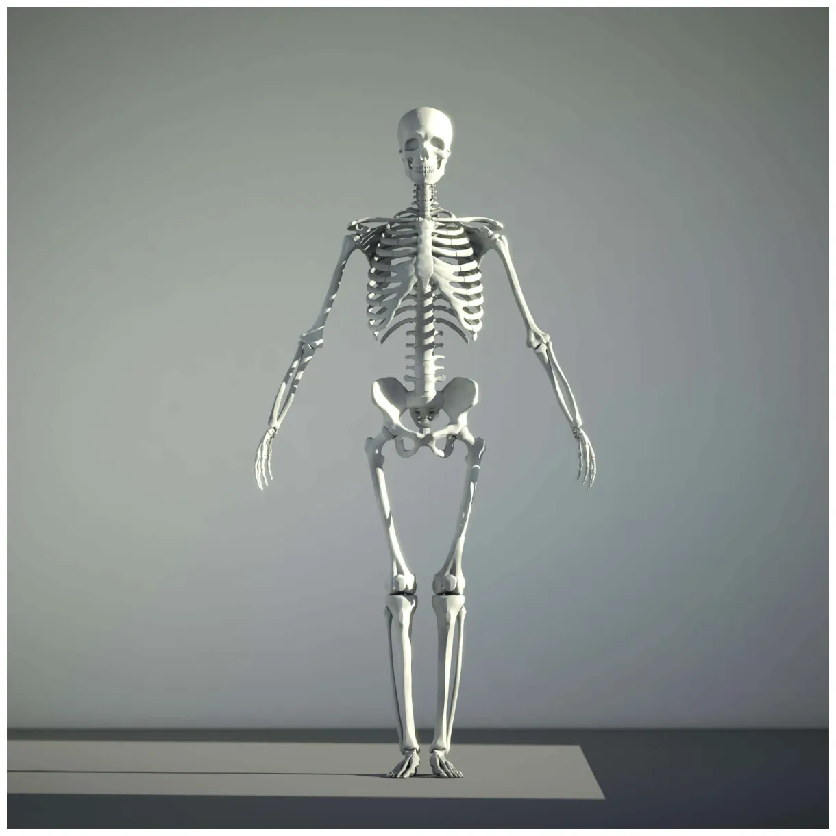 Human skeleton model 3d human skeleton skeletal cgtrader
