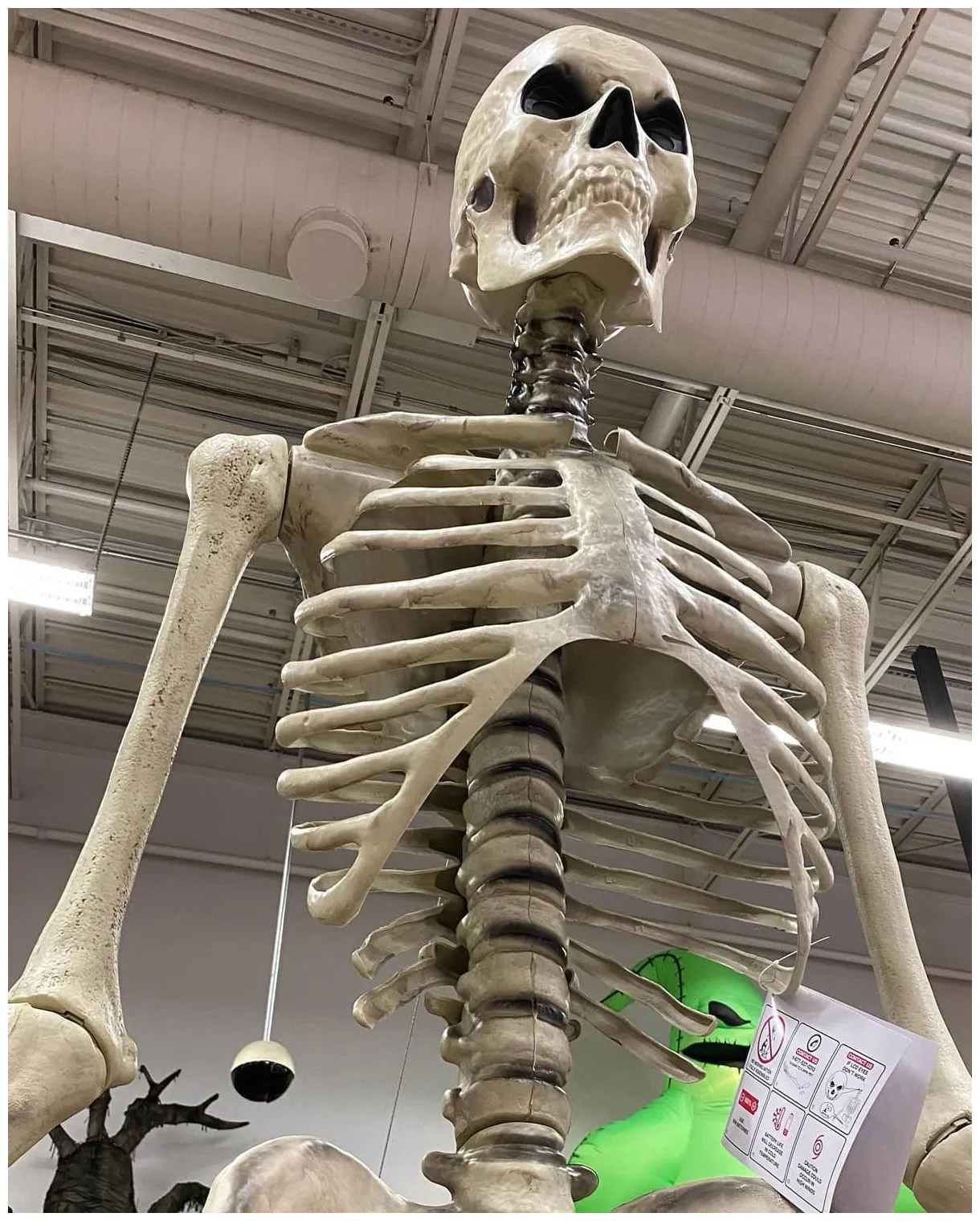 Skeleton