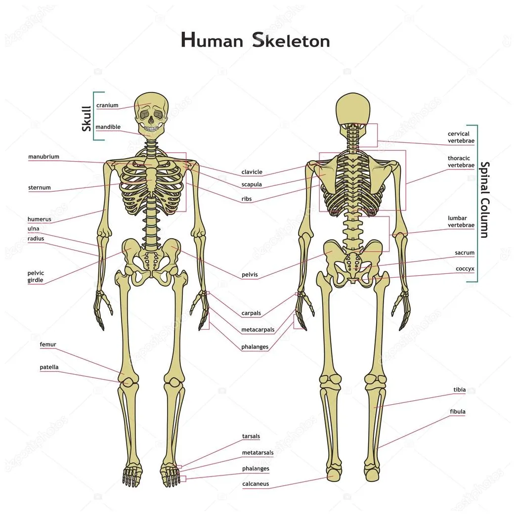 Touch, label, and learn poster human skeleton anterior, 53% off